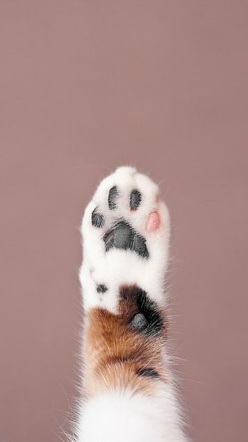 壁紙 猫 足の画像4点 完全無料画像検索のプリ画像 Bygmo