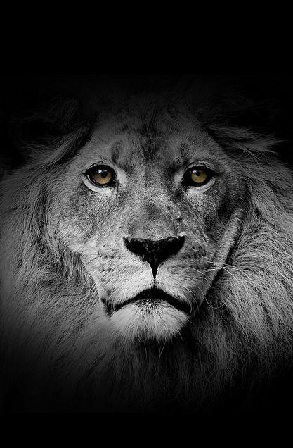 かっこいい ライオン 動物の画像45点 3ページ目 完全無料画像検索のプリ画像 Bygmo