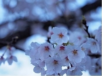 趣味の写真です。紫陽花　薔薇　桜　花みずき　レンケの画像 プリ画像