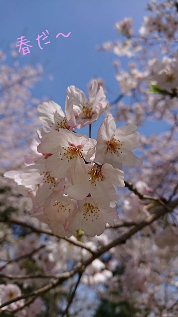 春🌸🐝桜✿.*・✿.*・の画像 プリ画像