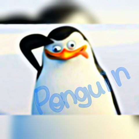 ペンギンの画像(プリ画像)