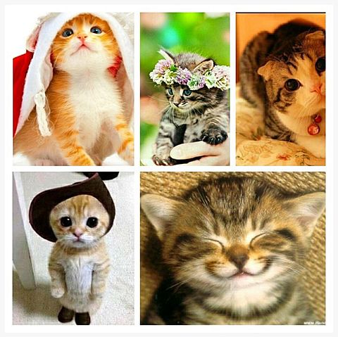 可愛い猫集 完全無料画像検索のプリ画像 Bygmo