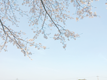 桜🌸の画像(cherryblossomに関連した画像)