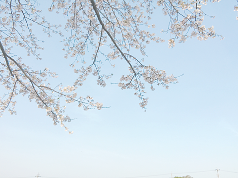 桜🌸の画像(プリ画像)