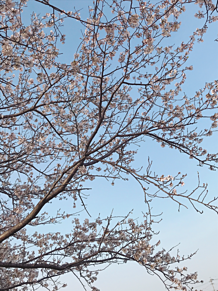 桜の画像(cherryblossomに関連した画像)