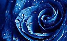 青いバラの画像(青いバラに関連した画像)