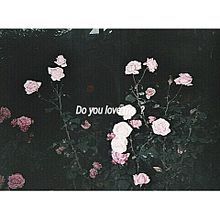 Do you love me  ?の画像(Love Me Doに関連した画像)