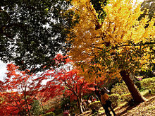 鎌倉の紅葉、見てきたの画像(鎌倉市に関連した画像)