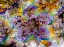 桜の加工画像の画像(フリー素材 写真に関連した画像)