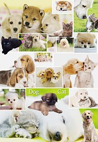 犬と猫の画像(犬と猫に関連した画像)