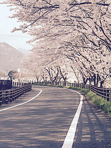 おしゃれ 桜 道の画像70点 完全無料画像検索のプリ画像 Bygmo