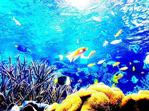 海の魚 綺麗の画像1点 完全無料画像検索のプリ画像 Bygmo