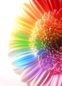 虹色の花の画像9点 完全無料画像検索のプリ画像 Bygmo