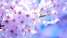 桜の画像(お花見に関連した画像)
