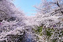 桜の画像(富士山に関連した画像)