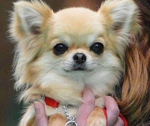 チワワ 可愛い 犬の画像127点 完全無料画像検索のプリ画像 Bygmo