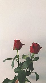 おしゃれ 薔薇の画像1631点 7ページ目 完全無料画像検索のプリ画像 Bygmo