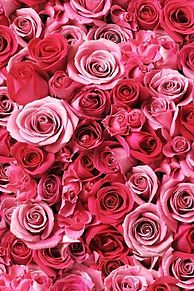 トプ画 ピンク 薔薇の画像215点 完全無料画像検索のプリ画像 Bygmo