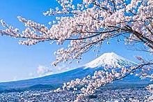桜の画像(富士山に関連した画像)