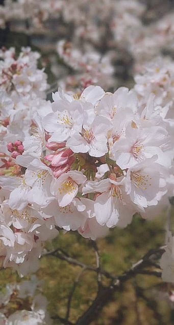 桜 綺麗 高画質の画像125点 完全無料画像検索のプリ画像 Bygmo