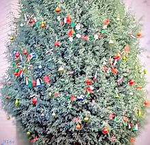 クリスマスツリーの画像(クリスマス ツリー 木に関連した画像)