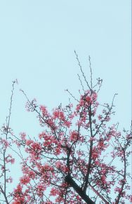 壁紙 桜 綺麗の画像250点 完全無料画像検索のプリ画像 Bygmo