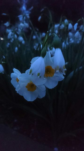 平成最後の４月に撮った花(白～ピンク)の画像 プリ画像