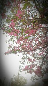 平成最後の4月に撮った花(いろいろ)の画像(ハナミズキに関連した画像)