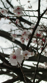 梅の花の画像点 完全無料画像検索のプリ画像 Bygmo