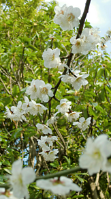 白梅の花の画像(梅の花に関連した画像)