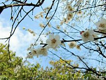 白梅の花の画像(梅の花に関連した画像)