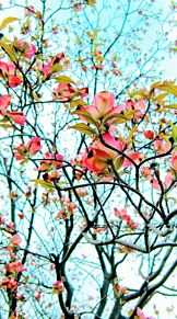 春 景色 壁紙の画像点 完全無料画像検索のプリ画像 Bygmo