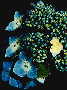 紫陽花 綺麗の画像96点 完全無料画像検索のプリ画像 Bygmo