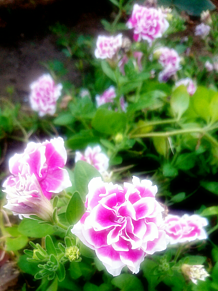 ピンク お花の画像1375点 完全無料画像検索のプリ画像 Bygmo