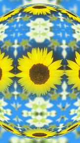 壁紙 夏 花の画像452点 完全無料画像検索のプリ画像 Bygmo