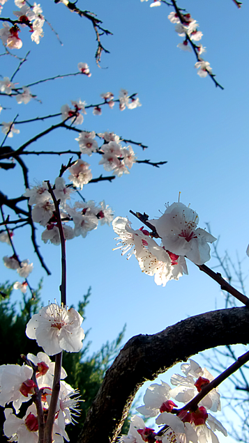 空と…我が家の杏子(あんず)の花🌼の画像 プリ画像