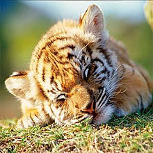 かわいい トラ 動物 赤ちゃんの画像8点 完全無料画像検索のプリ画像 Bygmo