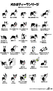 犬のボディーランゲージの画像(いぬ/イヌ/犬/dogに関連した画像)
