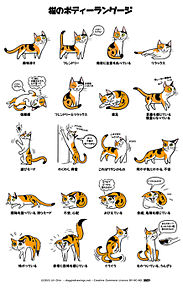 猫のボディーランゲージの画像(動物/アニマル/animalに関連した画像)