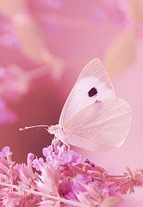 ピンクの花と蝶々の画像(バタフライ/butterflyに関連した画像)