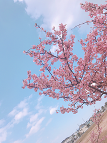 桜🌸の画像(springに関連した画像)