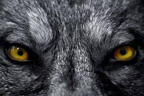 狼の目 完全無料画像検索のプリ画像 Bygmo