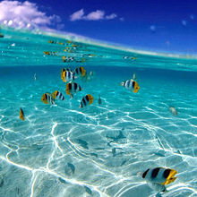 水中 綺麗 魚の画像15点 完全無料画像検索のプリ画像 Bygmo
