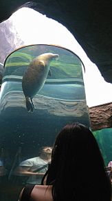 旭山動物園での動物たちを撮影💔の画像(旭に関連した画像)