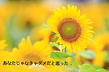 好きの画像(夏の花は向日葵だけじゃないに関連した画像)