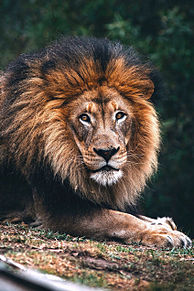 ライオンの画像(獣・動物に関連した画像)