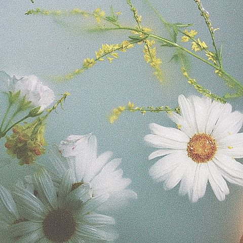 マーガレット 花の画像294点 完全無料画像検索のプリ画像 Bygmo