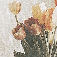 かわいい チューリップ 壁紙 花の画像25点 完全無料画像検索のプリ画像 Bygmo