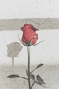 薔薇 おしゃれの画像1639点 11ページ目 完全無料画像検索のプリ画像 Bygmo