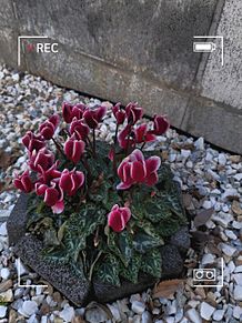 綺麗な花の画像133点 完全無料画像検索のプリ画像 Bygmo